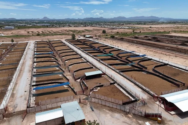 Sonora proyecta exportar hasta 3 mil cabezas de ganado diarias con nueva infraestructura