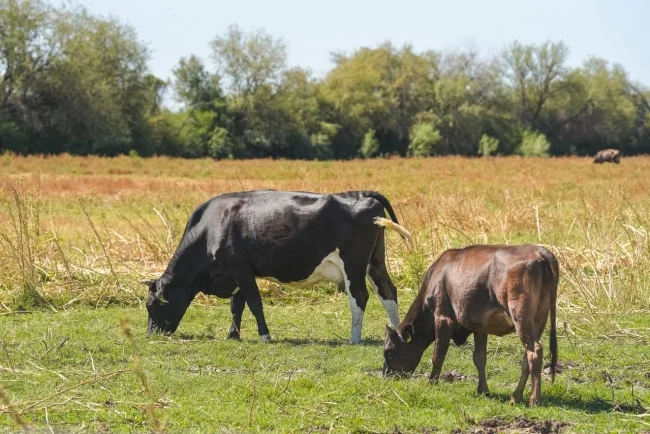 Suspenden exportación de ganado en Sonora por revisión ante posible fiebre aftosa