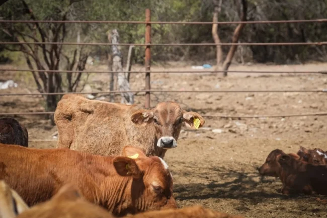 Reanudarán exportación de ganado por Agua Prieta el 20 de octubre