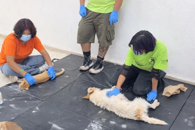 Suman esfuerzos autoridades y asociaciones para esterilizar a 100 mascotas en Nogales