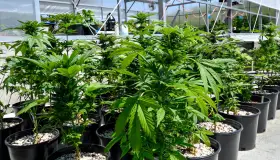 Mint Cannabis: Revolución de la entrega a domicilio de marihuana en Arizona
