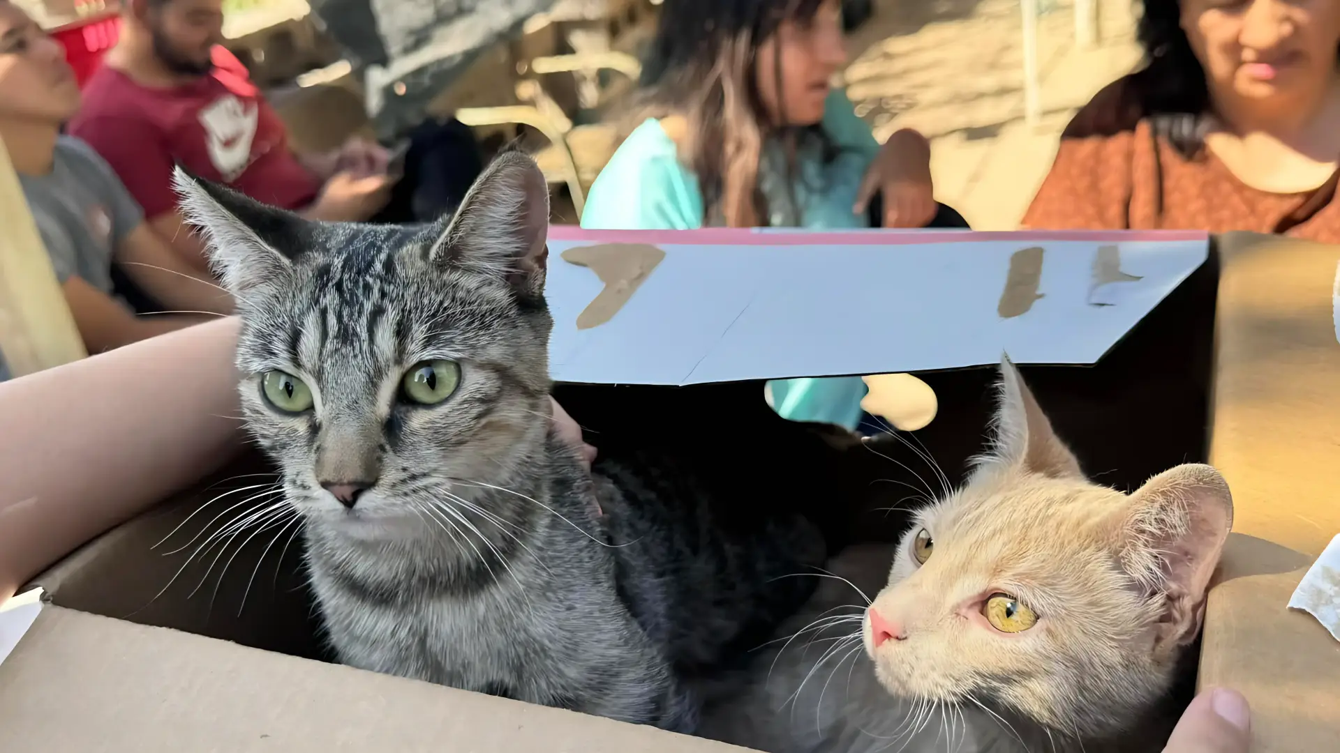 Esterilización gratuita de mascotas machos
