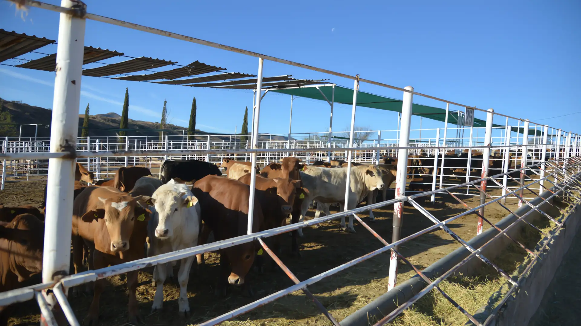 Ganaderos proyectan exportar el ganado retenido en tres meses
