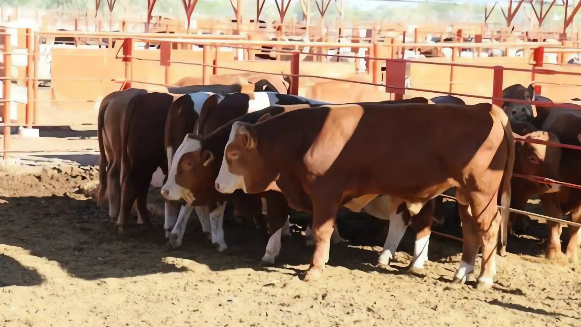 Exportaciones de ganado alivian congestionamiento fronterizo
