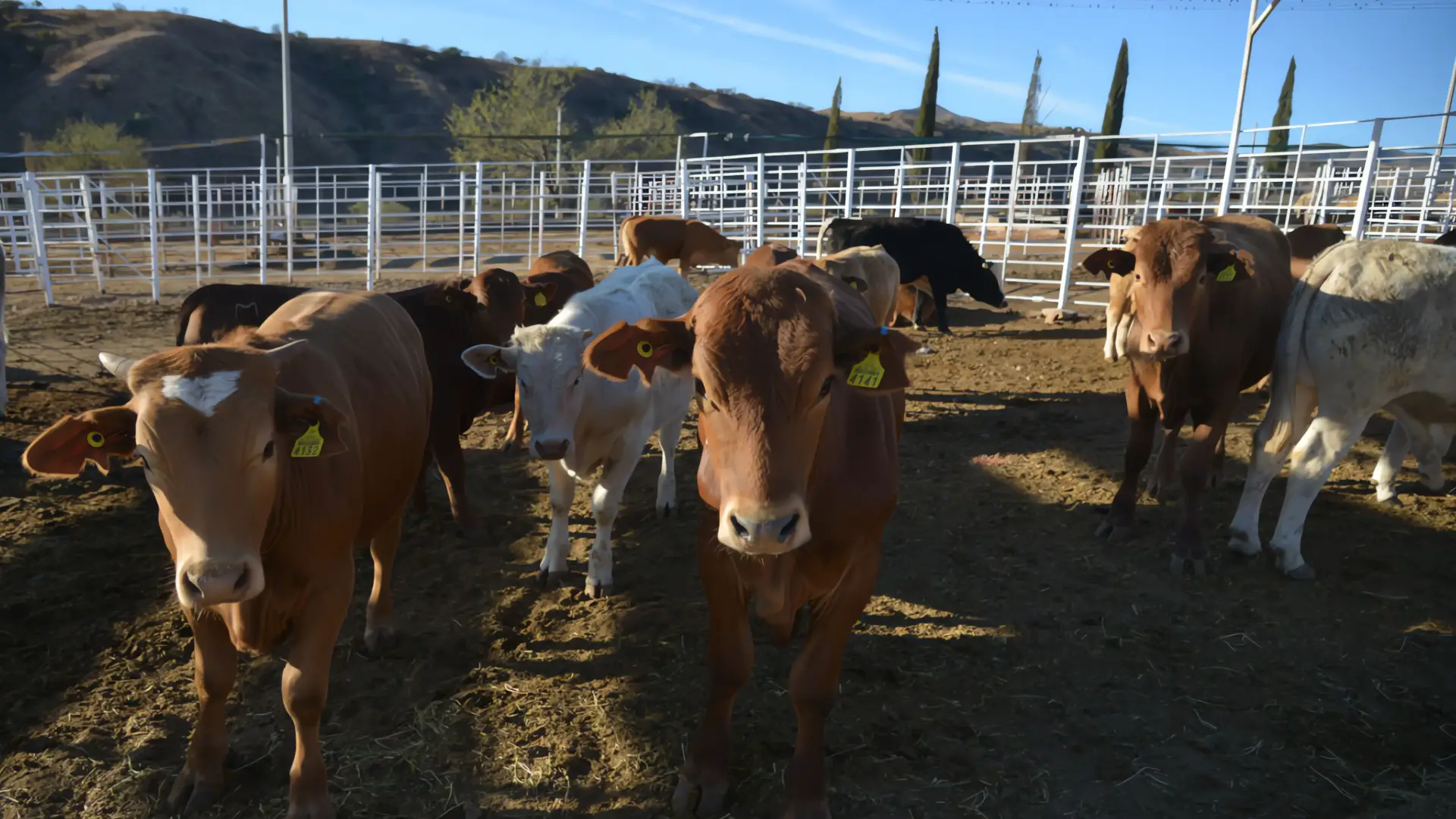 Aranceles al 25%: Ganaderos sonorenses a la expectativa
