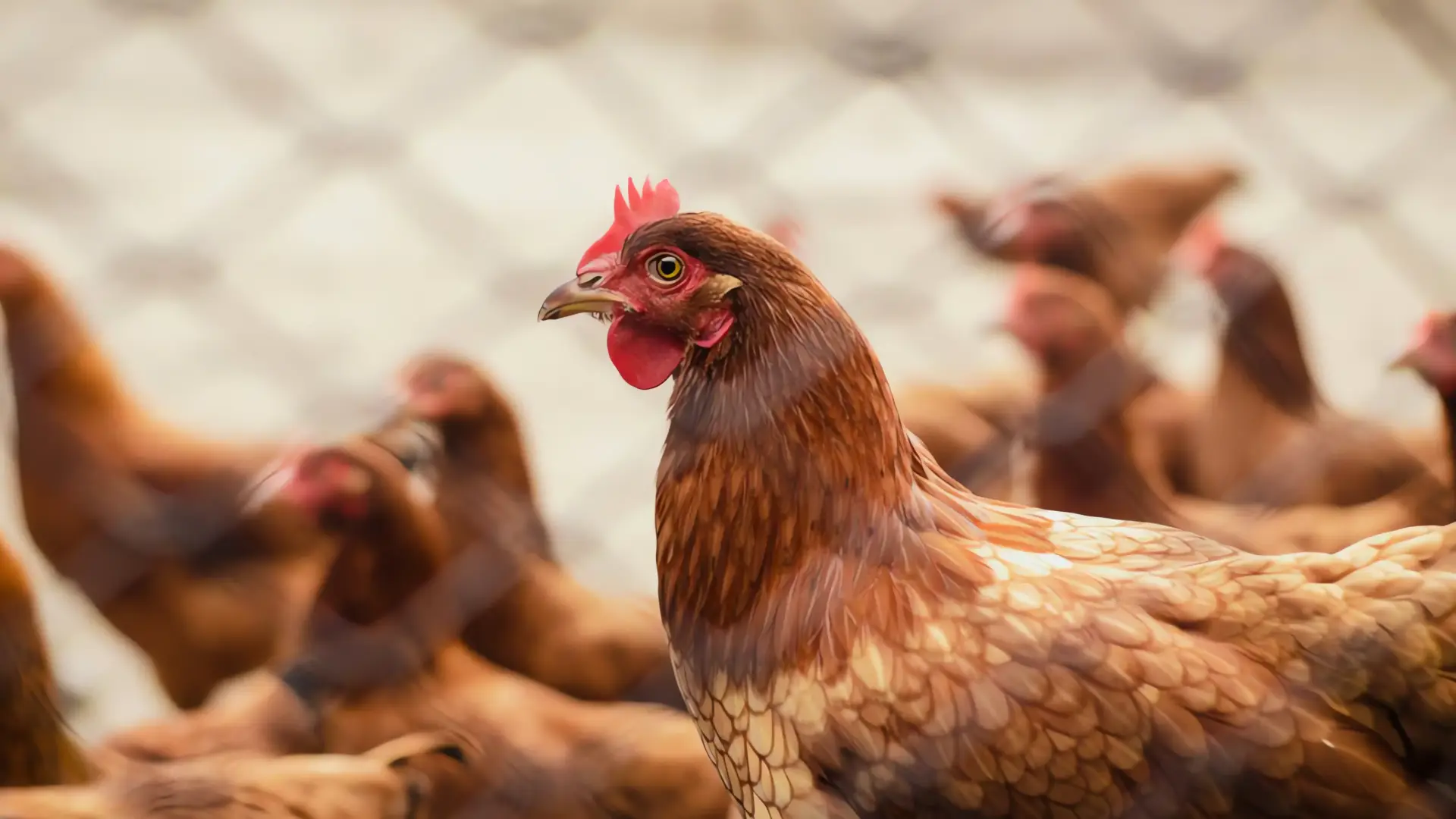 Gallinas en renta: una solución económica a la inflación de huevos
