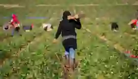 Declive Inesperado en el Empleo de Inmigrantes Mexicanos en Estados Unidos (2025)
