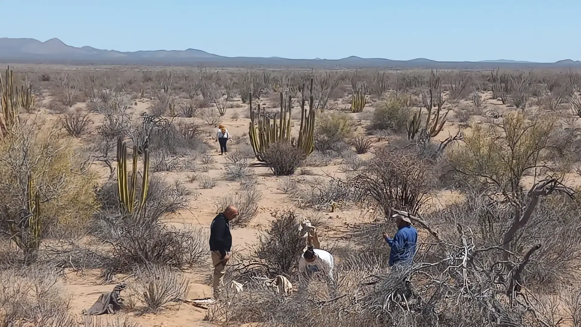 Descubrimiento en Desemboque: Colectivo reporta hallazgo
