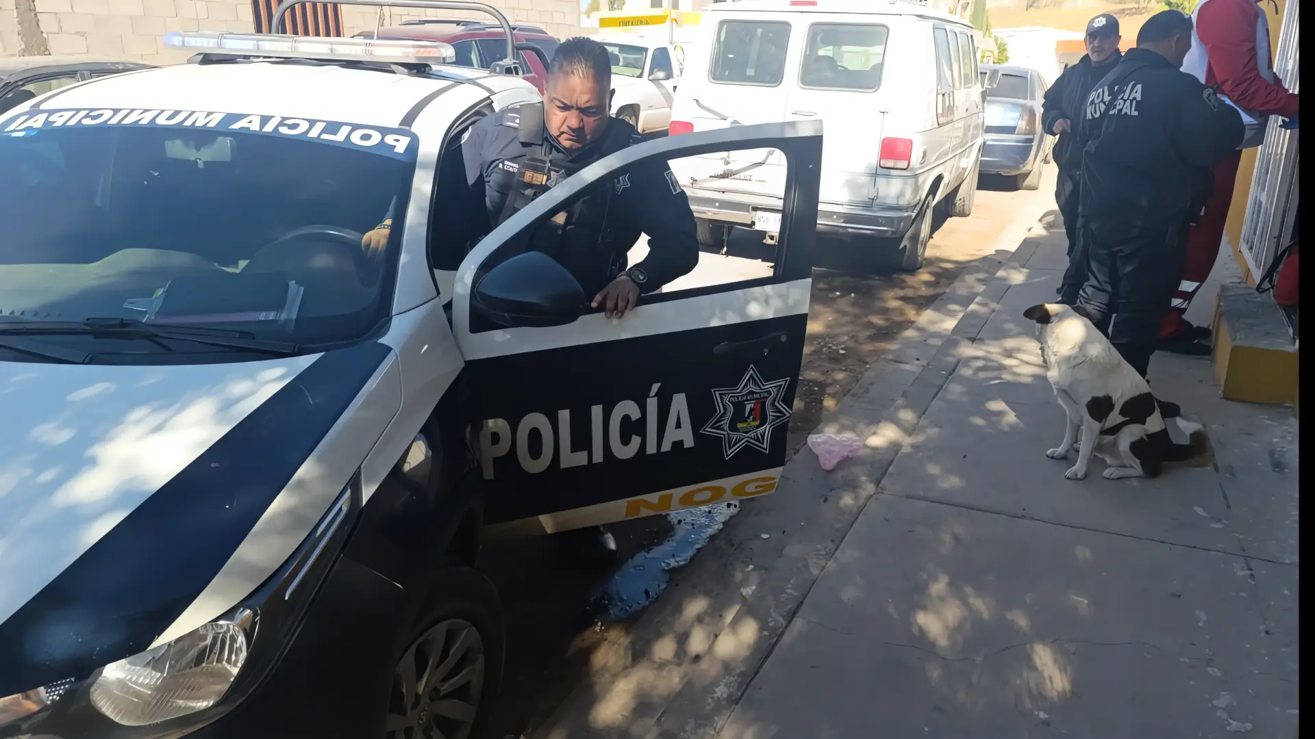 Dos heridos por ataques de perros en Nogales
