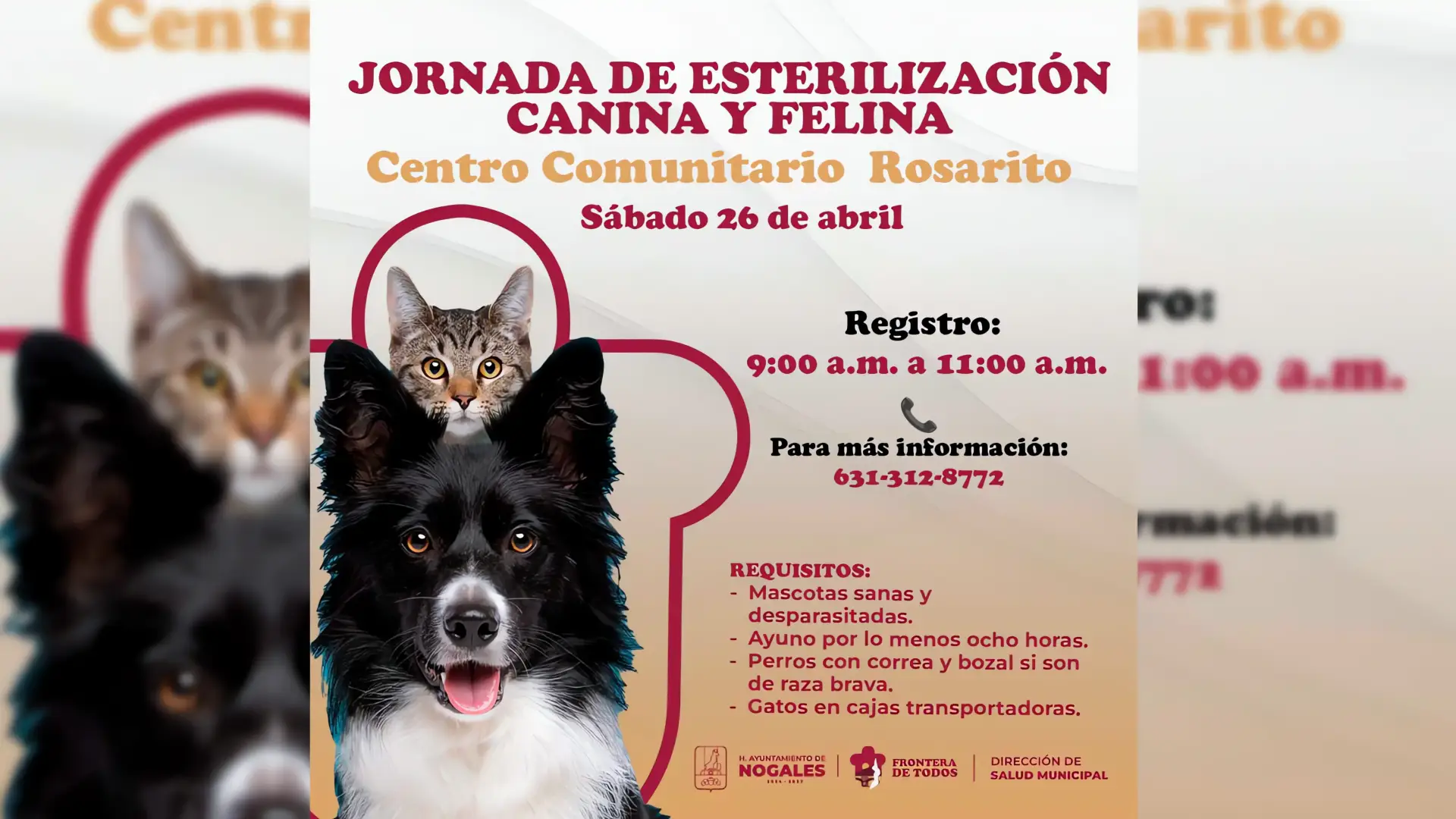 Esterilización gratuita de mascotas en Nogales este sábado
