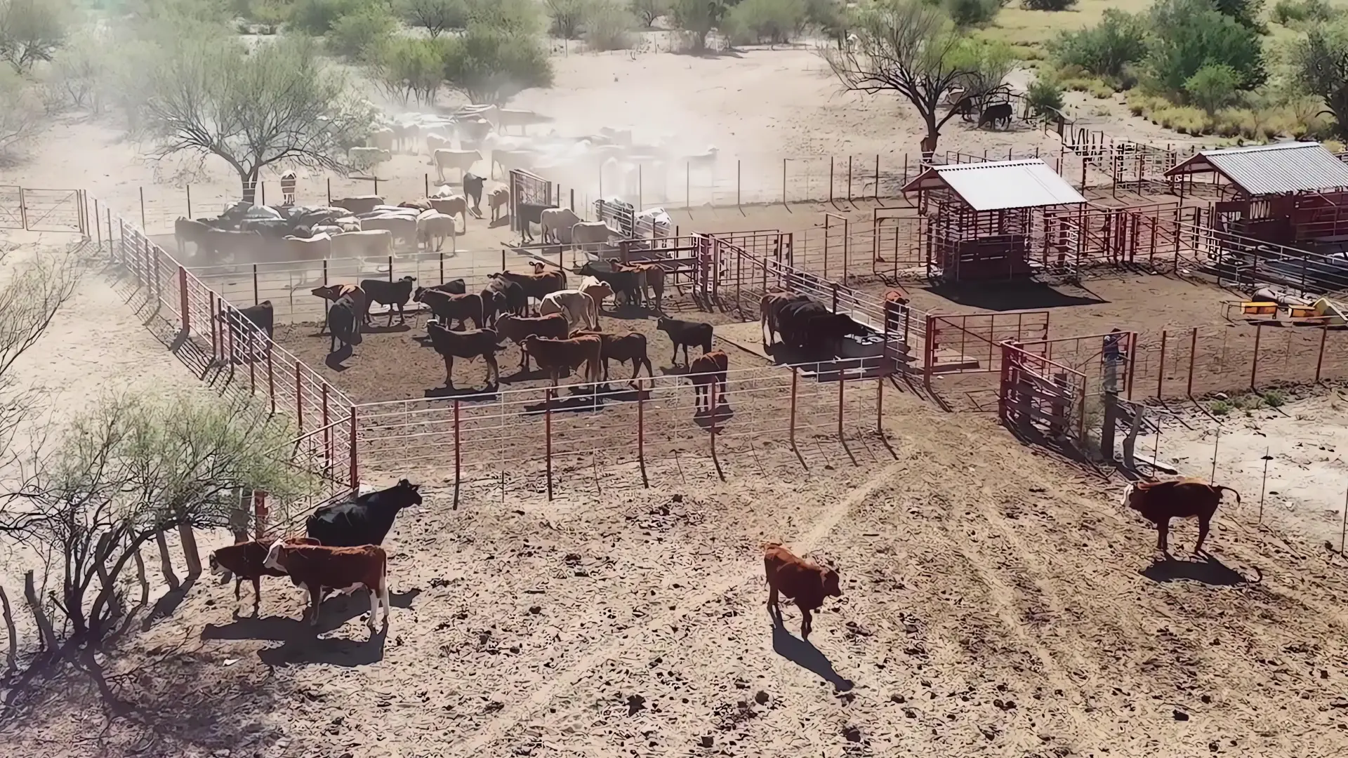 Beltrones exige acciones urgentes contra el gusano barrenador
