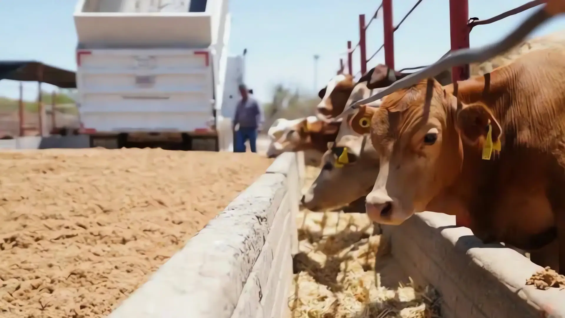 Sonora busca impulsar exportaciones ganaderas
