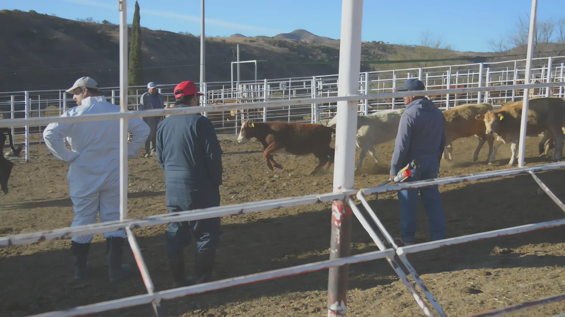 Alerta por cierre fronterizo: Exportación de ganado UGRS en riesgo
