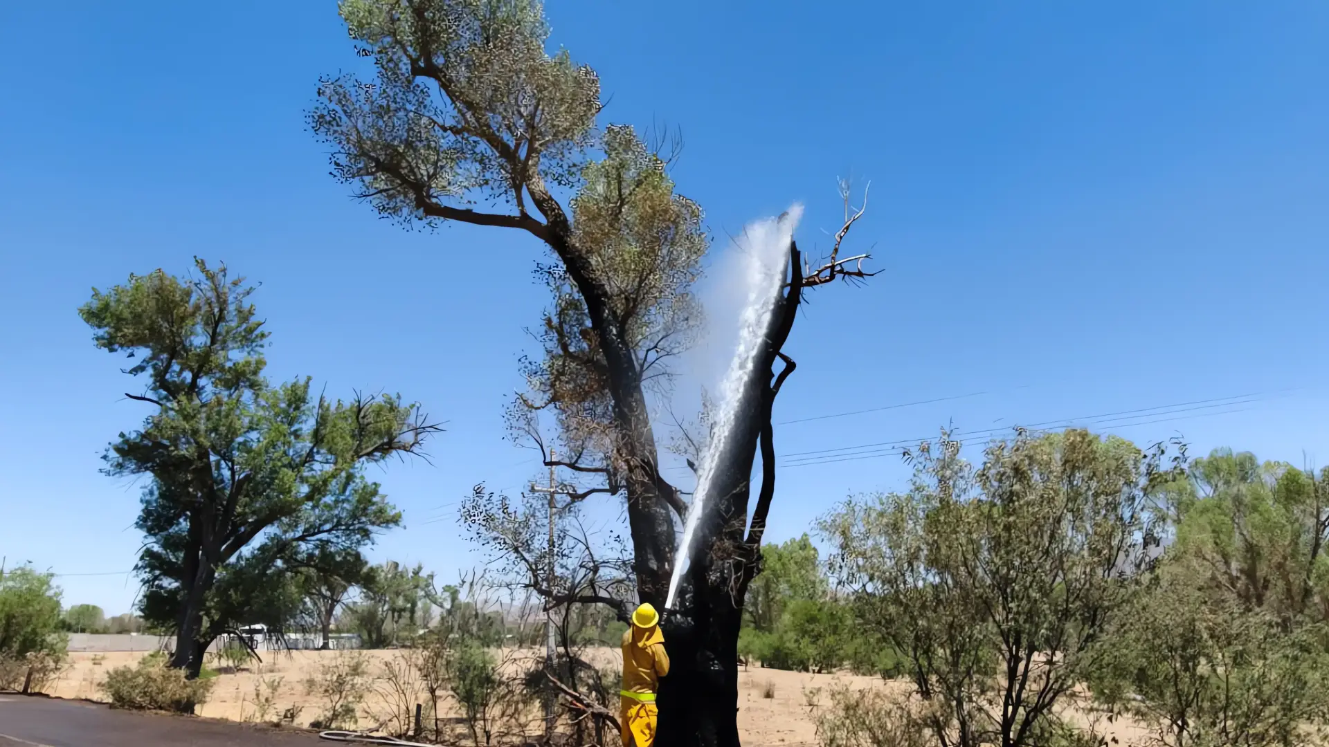 Alerta de riesgo forestal en Nogales