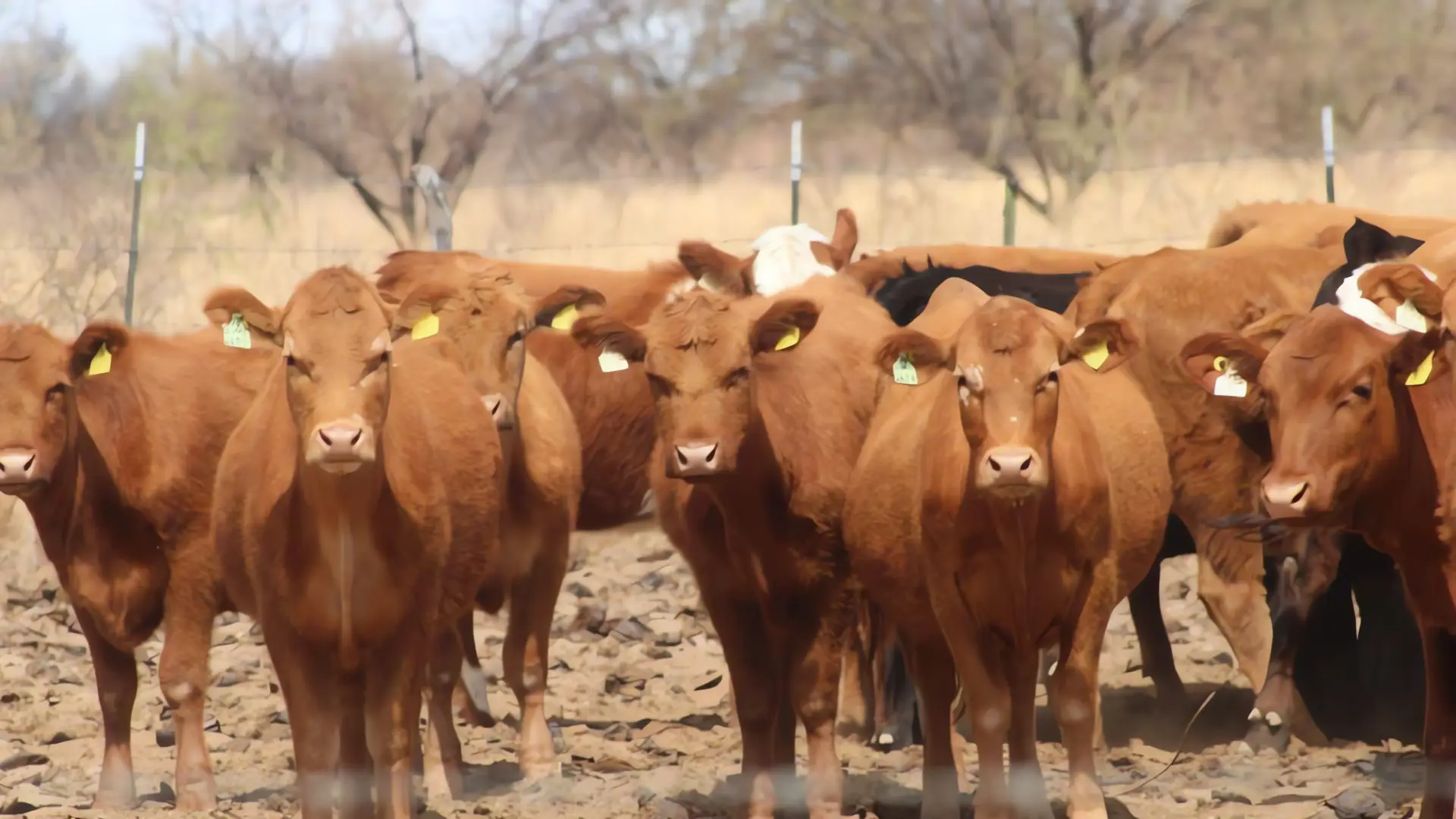 Reapertura fronteriza para exportación de ganado: próxima semana
