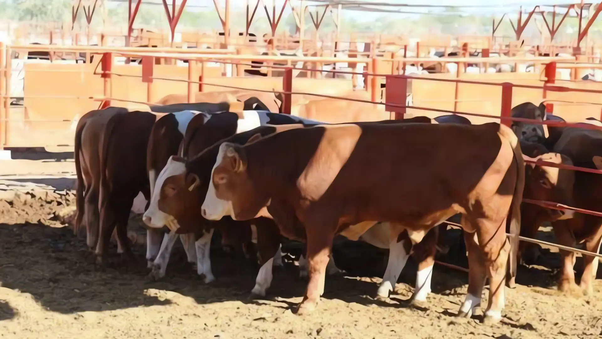 Frontera EUA-México: Exportaciones de ganado siguen bloqueadas
