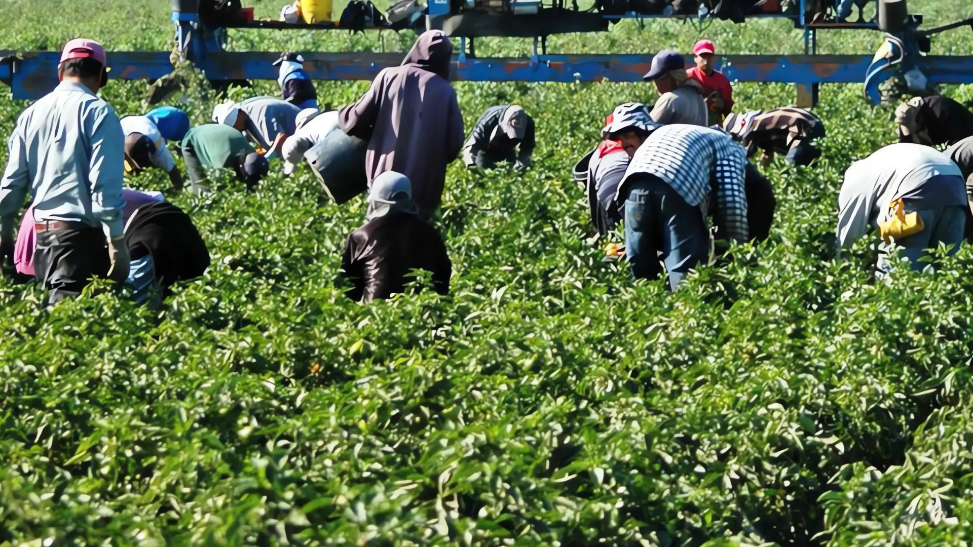 Trump detiene redadas en granjas: ¿cambio de estrategia o simple táctica?
