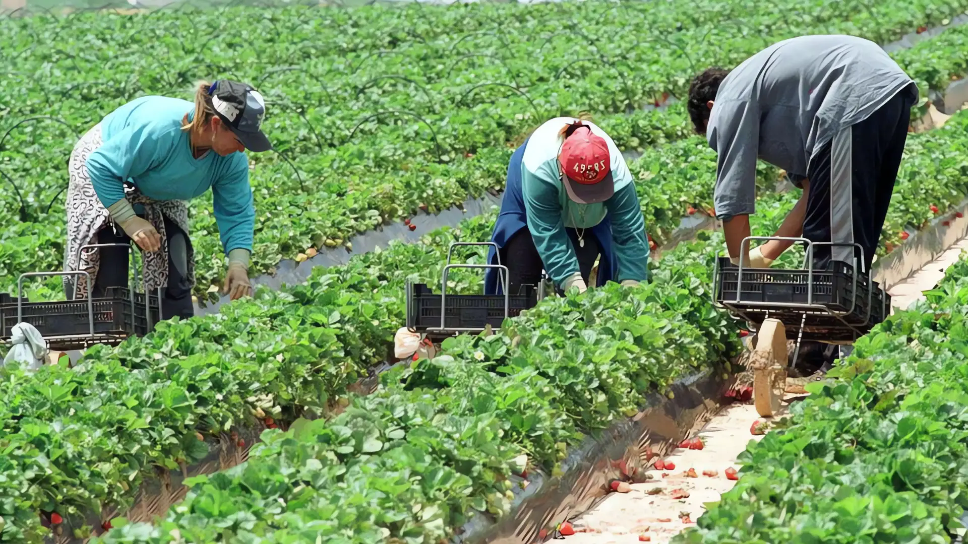 El terror del ICE siembra el miedo en los campos agrícolas de Arizona
