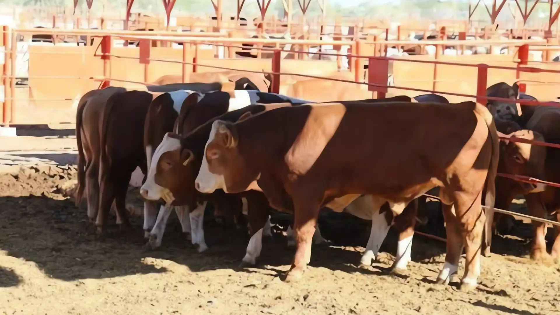 Sonora capacita a ganaderos en el control del gusano barrenador
