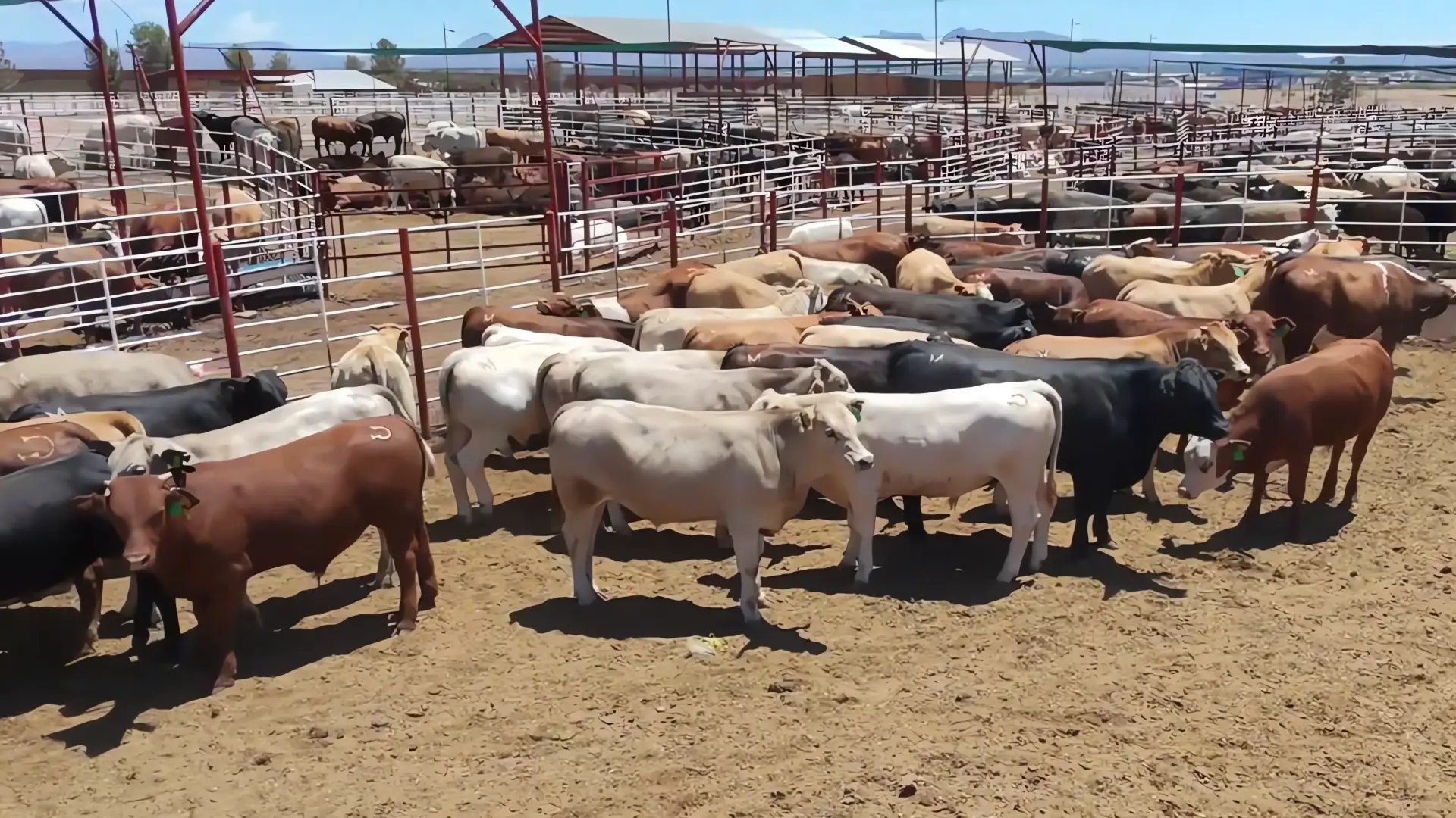 Sonora pide trato especial para exportar ganado ante brotes de gusano barrenador en el sur