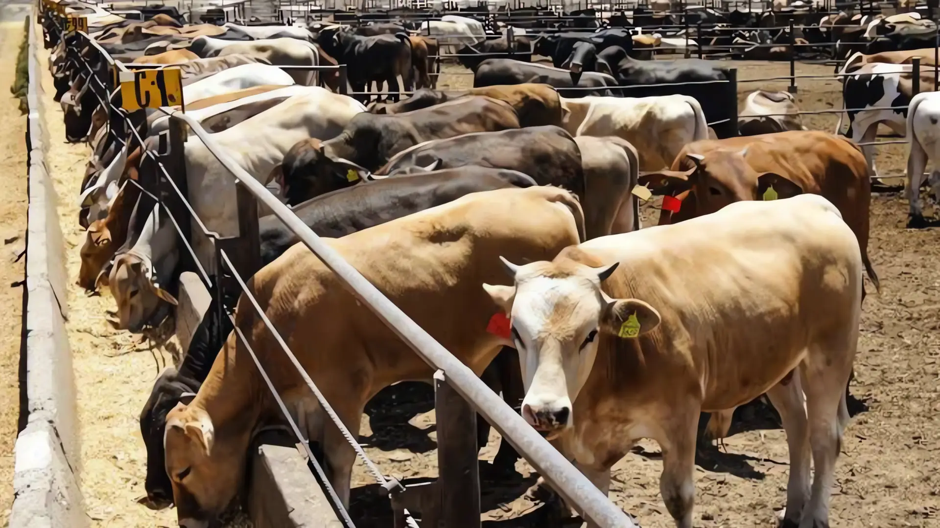 Sheinbaum y ganaderos dialogarán en la Sader
