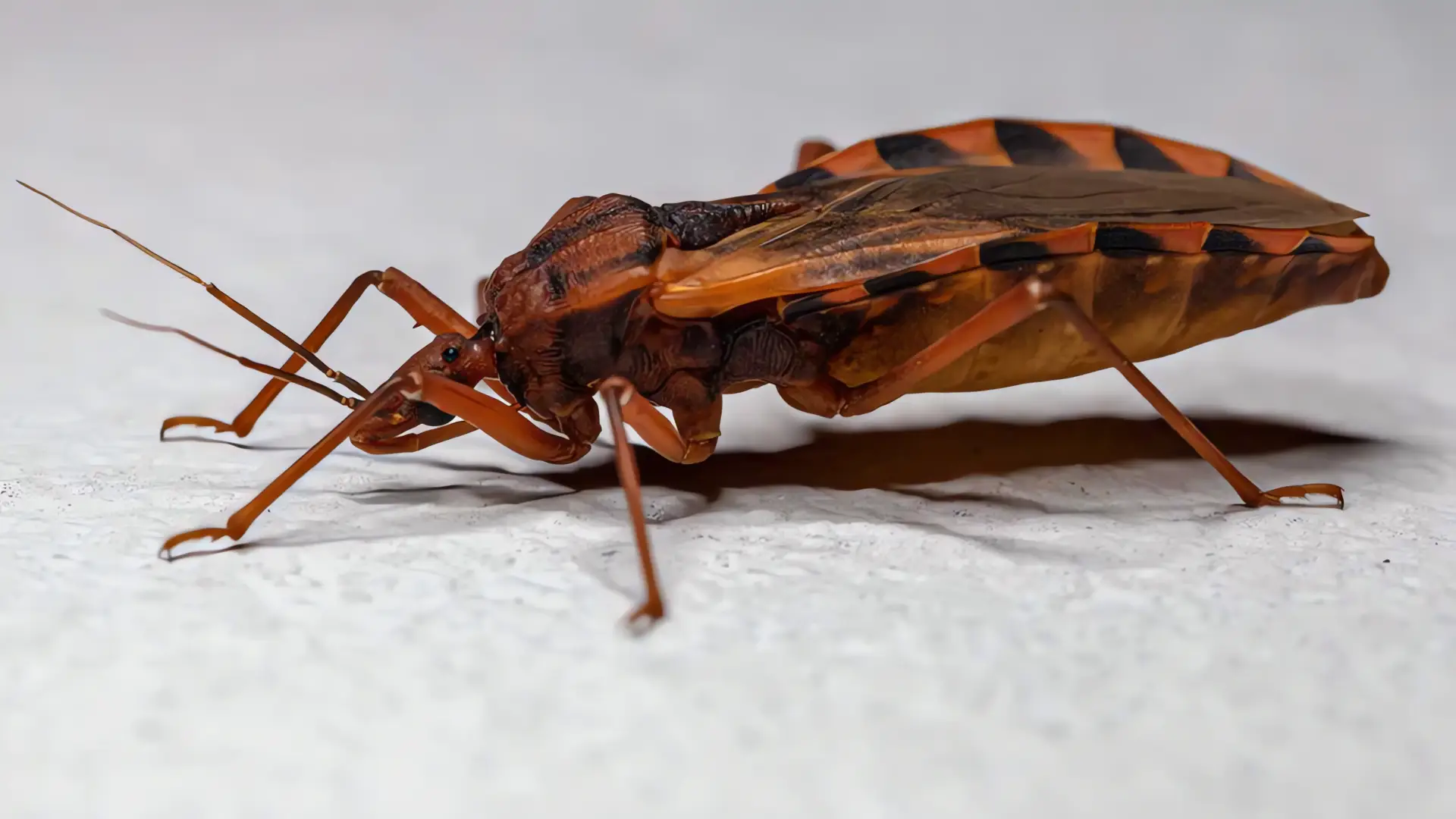 Alerta por expansión de la enfermedad de Chagas en Arizona