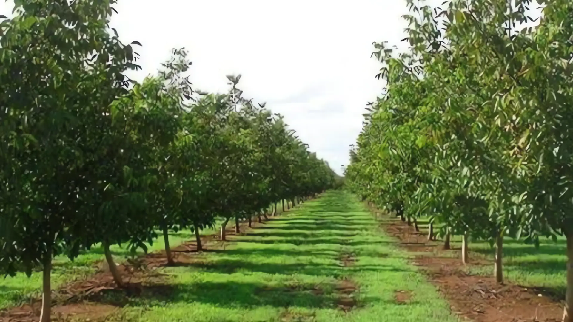 Hermosillo: Sede del XXVI Simposio Internacional de Nogal Pecanero
