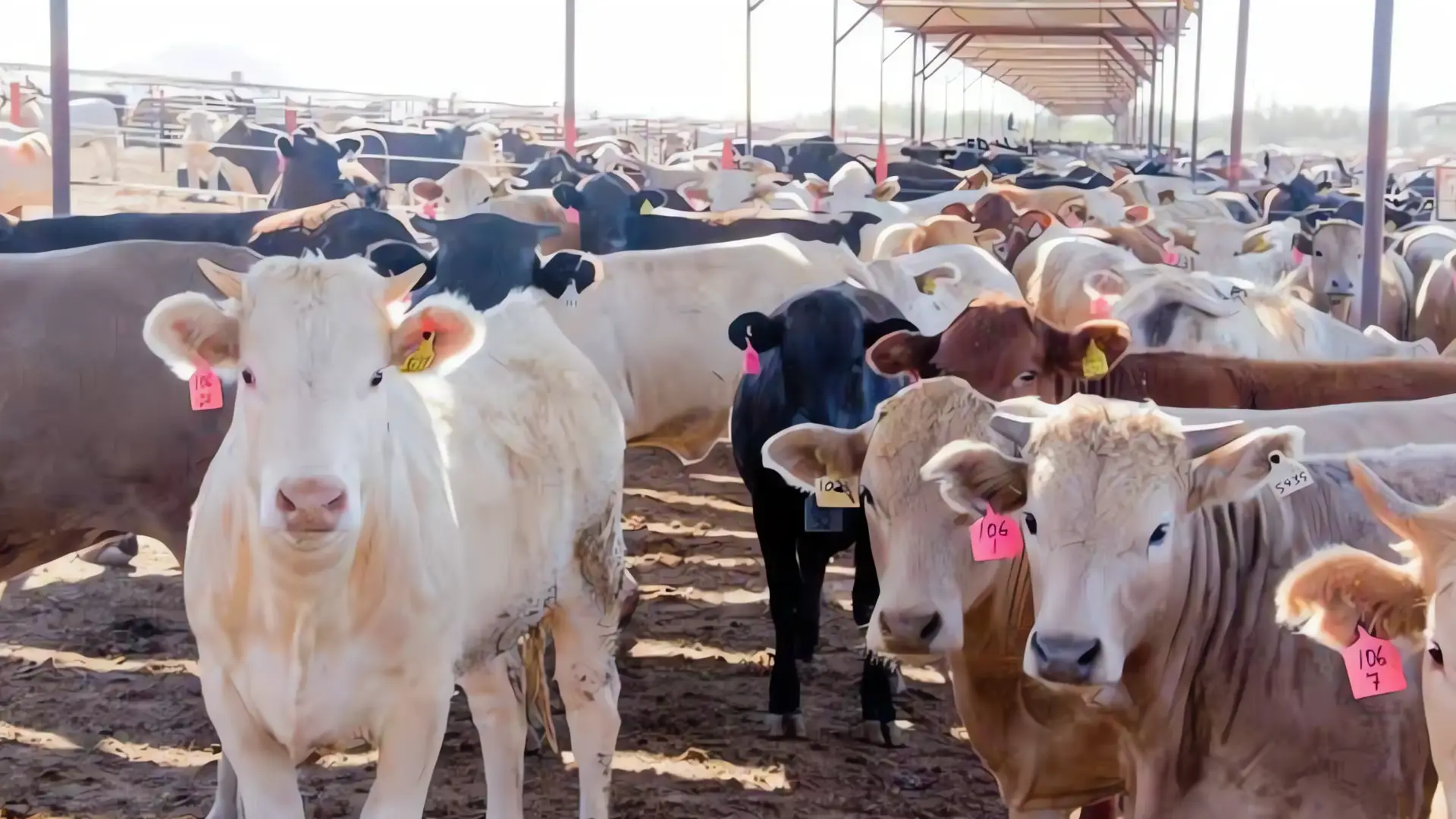 Apoyo a Ganaderos: Regístrate