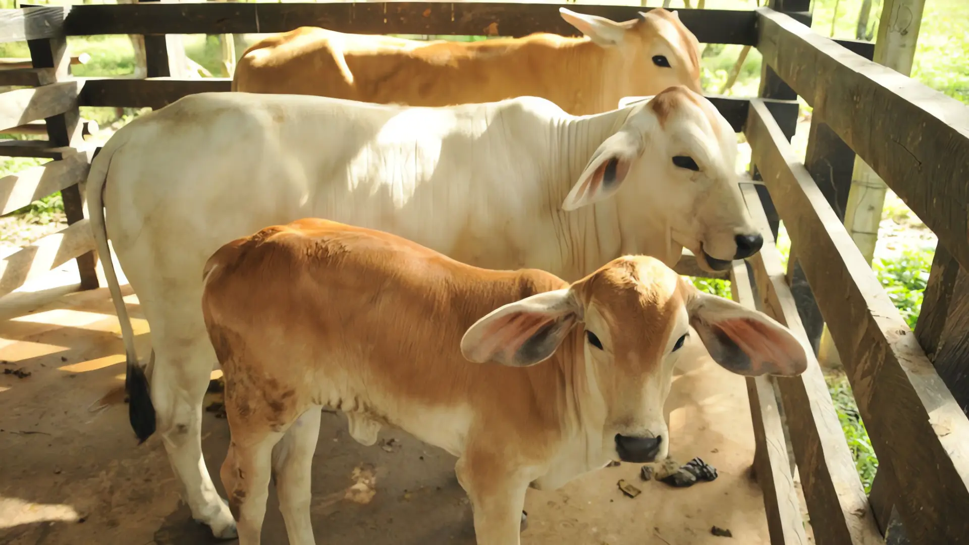 El gusano barrenador se dispara un 32% y se acerca al centro del país