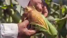 Productores de maíz logran primer paso hacia un cambio estructural en los precios y apoyo gubernamental