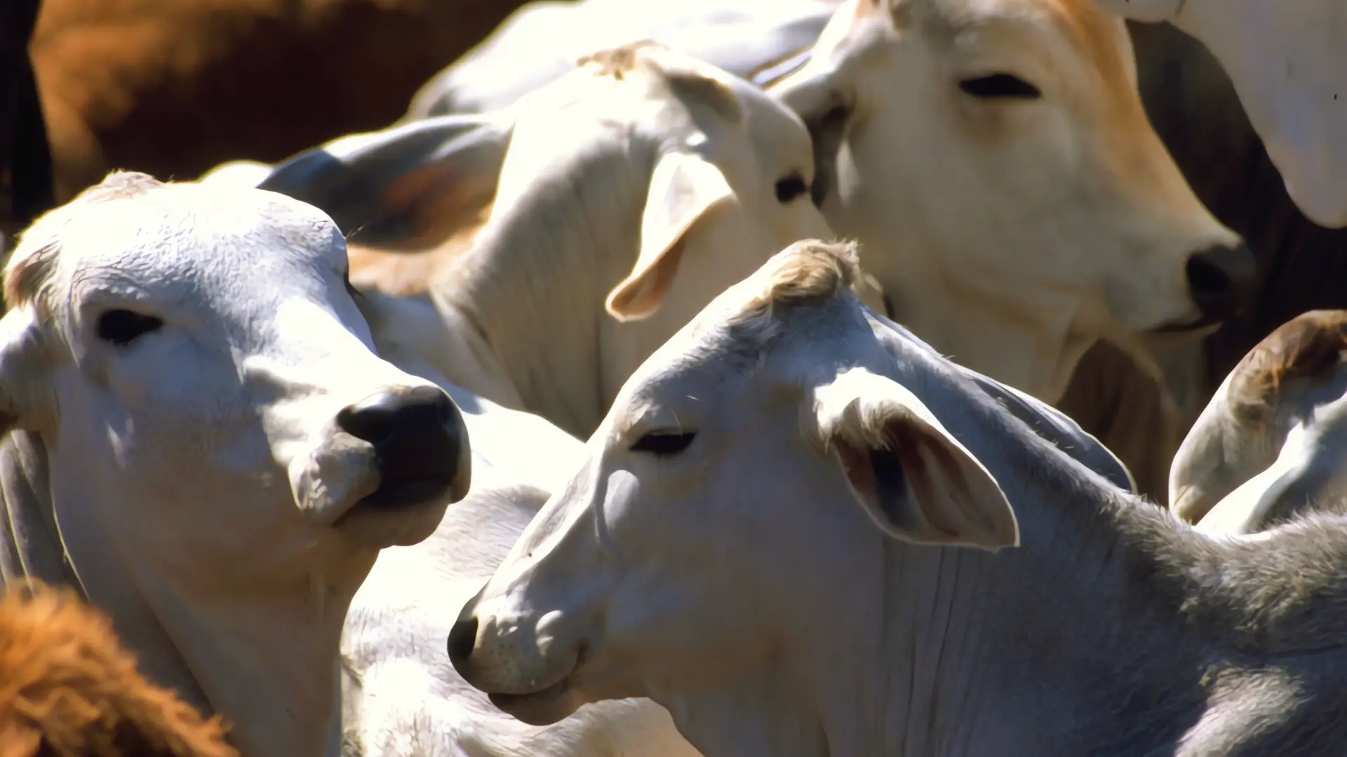 SADER propone extender emergencia zoosanitaria por gusano barrenador a todo México para proteger ganadería