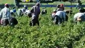 Trump detiene redadas en granjas: ¿cambio de estrategia o simple táctica?
