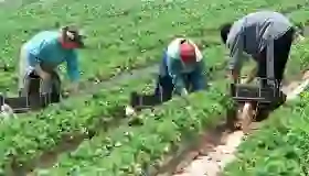 El terror del ICE siembra el miedo en los campos agrícolas de Arizona
