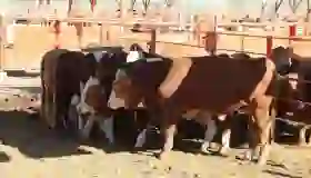 Sonora capacita a ganaderos en el control del gusano barrenador
