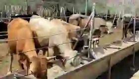 Sonora capacitará a 30 mil ganaderos contra el gusano barrenador
