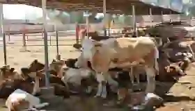 Cierre fronterizo perjudica a ganaderos sonorenses
