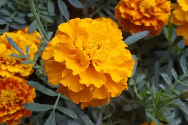 ¿Sabías que el cempasúchil se usa como repelente de insectos, bactericida y medicina?