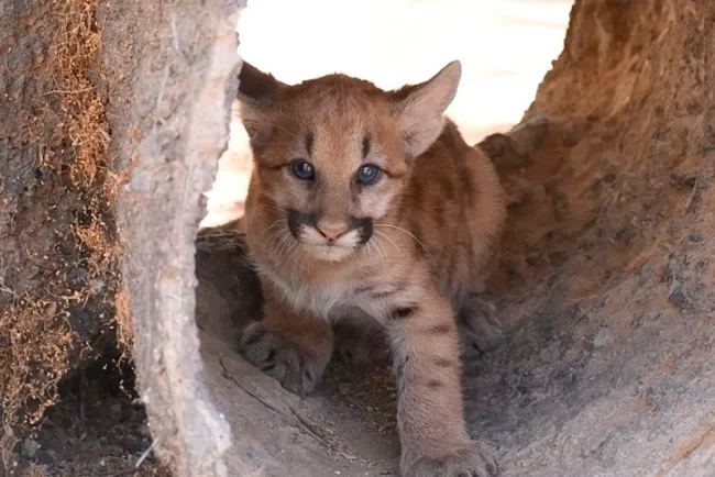 Nacen pumas en el Centro Ecológico
