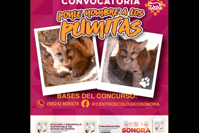 El Centro Ecológico lanza la convocatoria “Ponle nombre a los pumitas”
