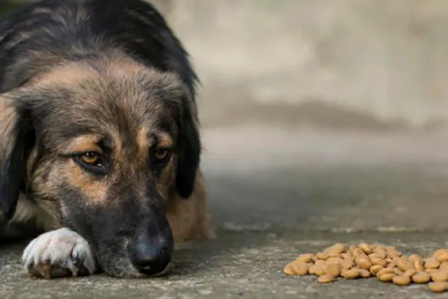 Urge alimento para perros de Miguel Alemán: Araiza