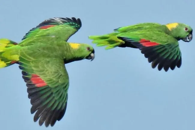 Loro nuca amarilla está en peligro crítico de extinción en México