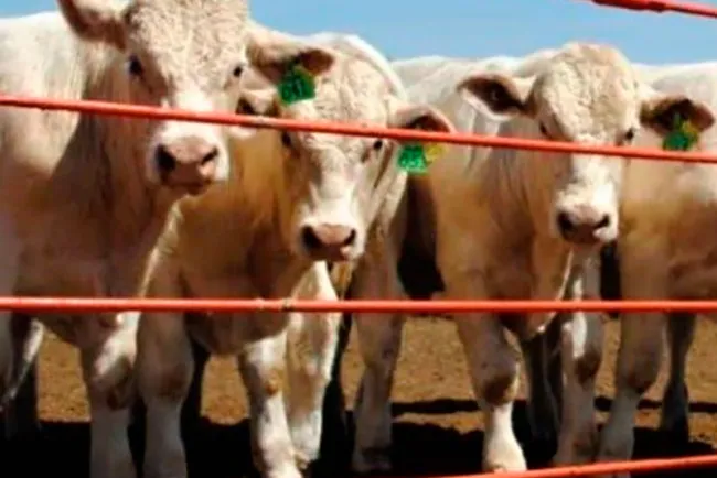 Exportación de ganado cerrará con caída