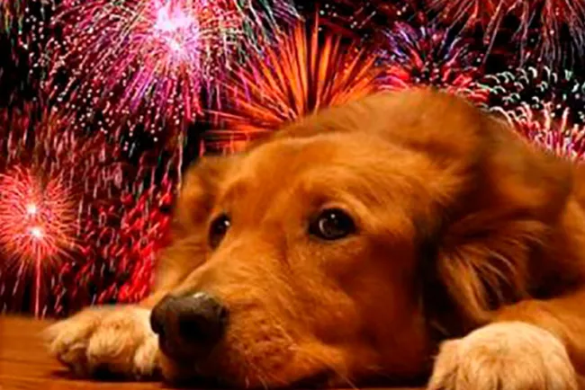 Afecta pirotecnia a mascotas, llaman a protegerlas