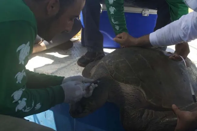 Estudia IPN cinco especies de tortuga marina en peligro de extinción en Sinaloa