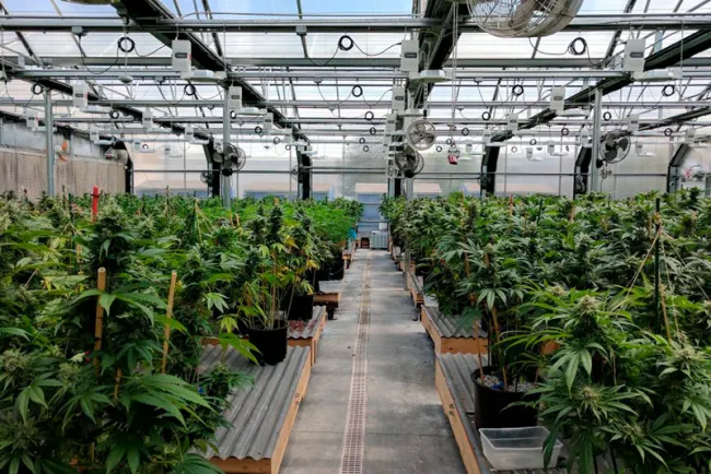 Apuestan a México como productor