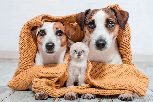 Instan al cuidado de mascotas ante el frío