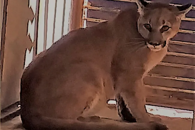 Llega Nala, nueva inquilina del Centro Ecológico