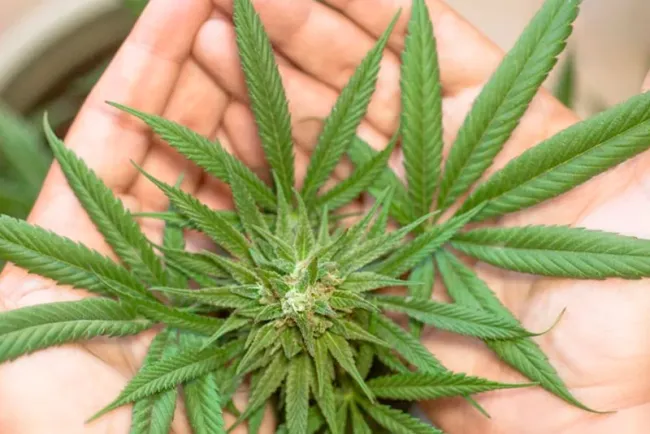 Cannabis sin agentes psicoactivos resulta efectiva para bloquear COVID de células humanas