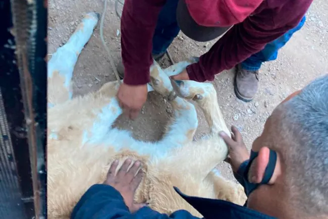 Cae vaca en parte posterior de vivienda