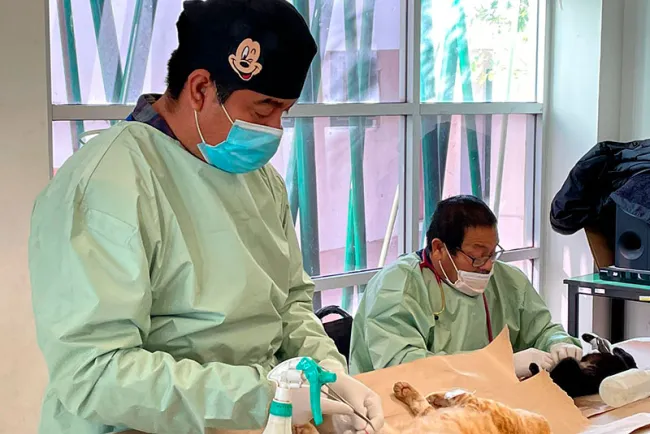 Esterilizan a cien mascotas en campaña de castración